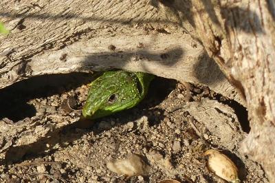 Lézard à deux raies 