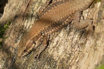 Lézard des murailles 