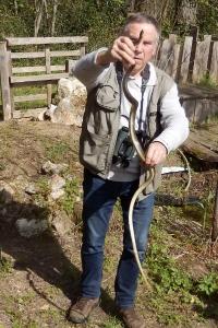 Couleuvre d'Esculape 