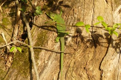 Lézard à deux raies 