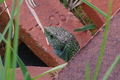Lézard à deux raies 