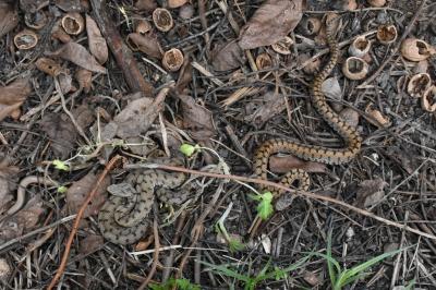 Vipera aspis