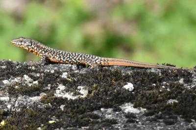 Lézard des murailles 