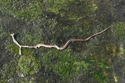 Couleuvre d'Esculape 