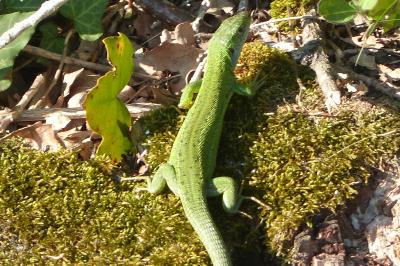 Lézard à deux raies 
