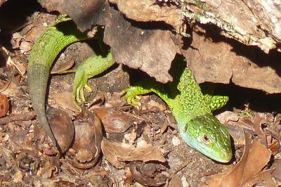 Lézard à deux raies 
