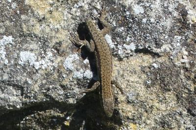 Lézard des murailles 