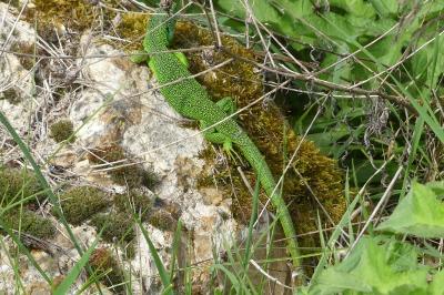 Lézard à deux raies 