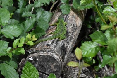 Lézard à deux raies 