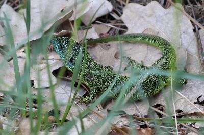 Lézard à deux raies 