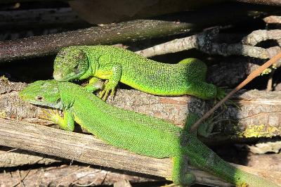 Lézard à deux raies 