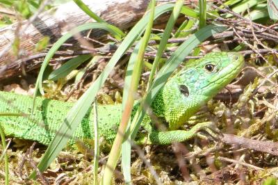 Lézard à deux raies 