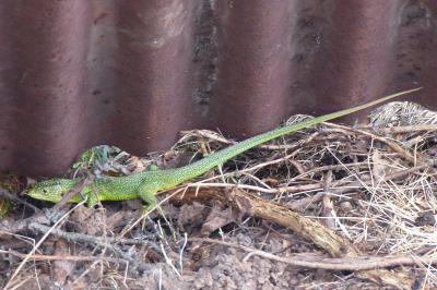 Lézard à deux raies 