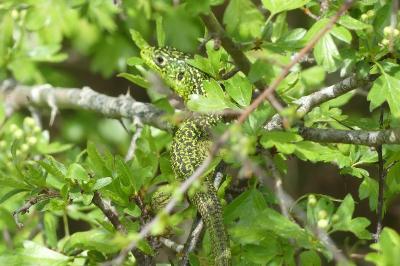 Lézard à deux raies 
