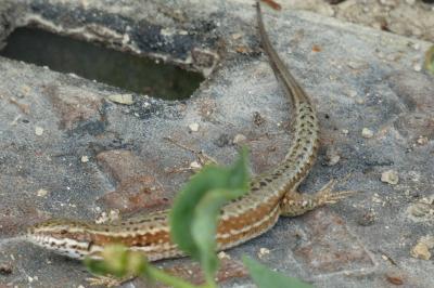 Lézard des murailles 