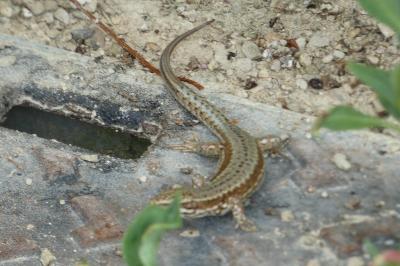 Lézard des murailles 