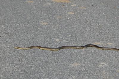 Couleuvre d'Esculape 