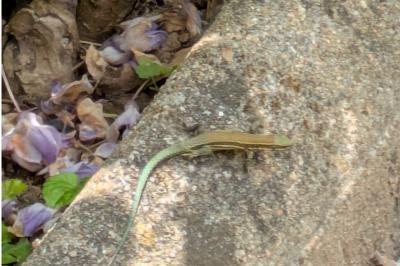 Lézard des murailles 