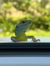 Lézard à deux raies 