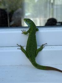 Lézard à deux raies 