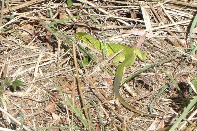 Lézard à deux raies 