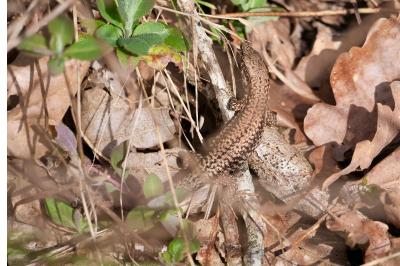 Lézard des murailles 
