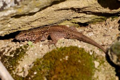 Lézard des murailles 