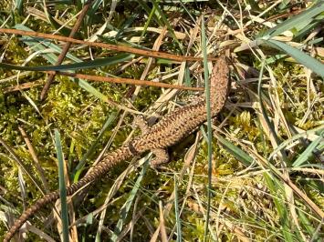 Lézard des murailles 