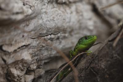 Lézard à deux raies 