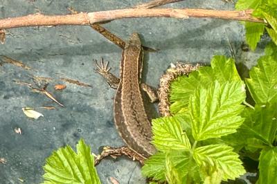 Lézard des murailles 