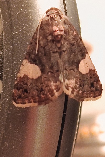 BITAUD LEMICHEZ
